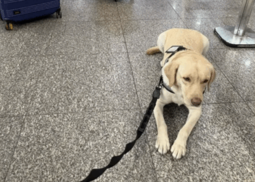 Companhia aérea cancela voo após descumprir ordem judicial sobre cão de serviço de criança autista