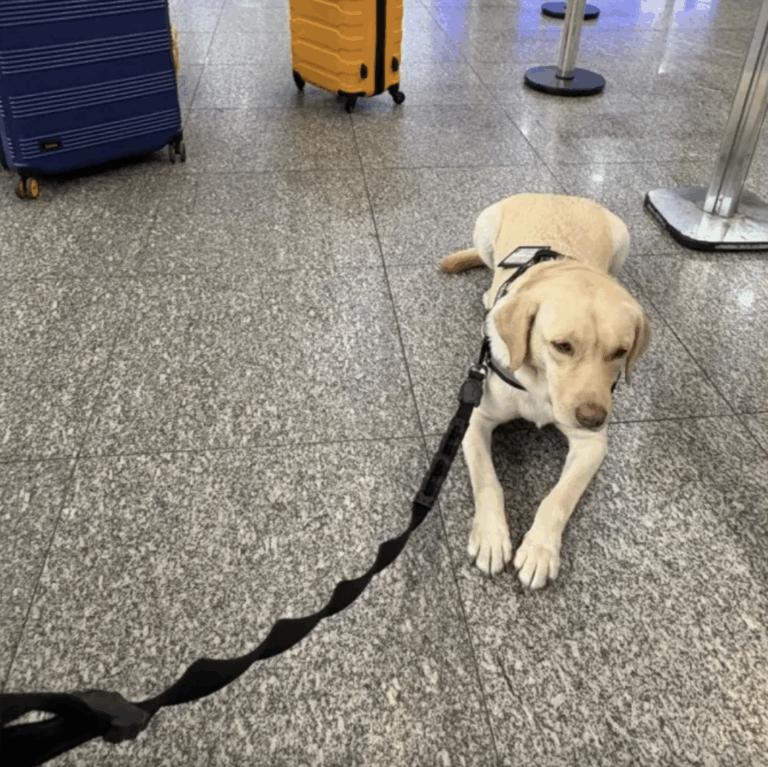 Companhia aérea cancela voo após descumprir ordem judicial sobre cão de serviço de criança autista